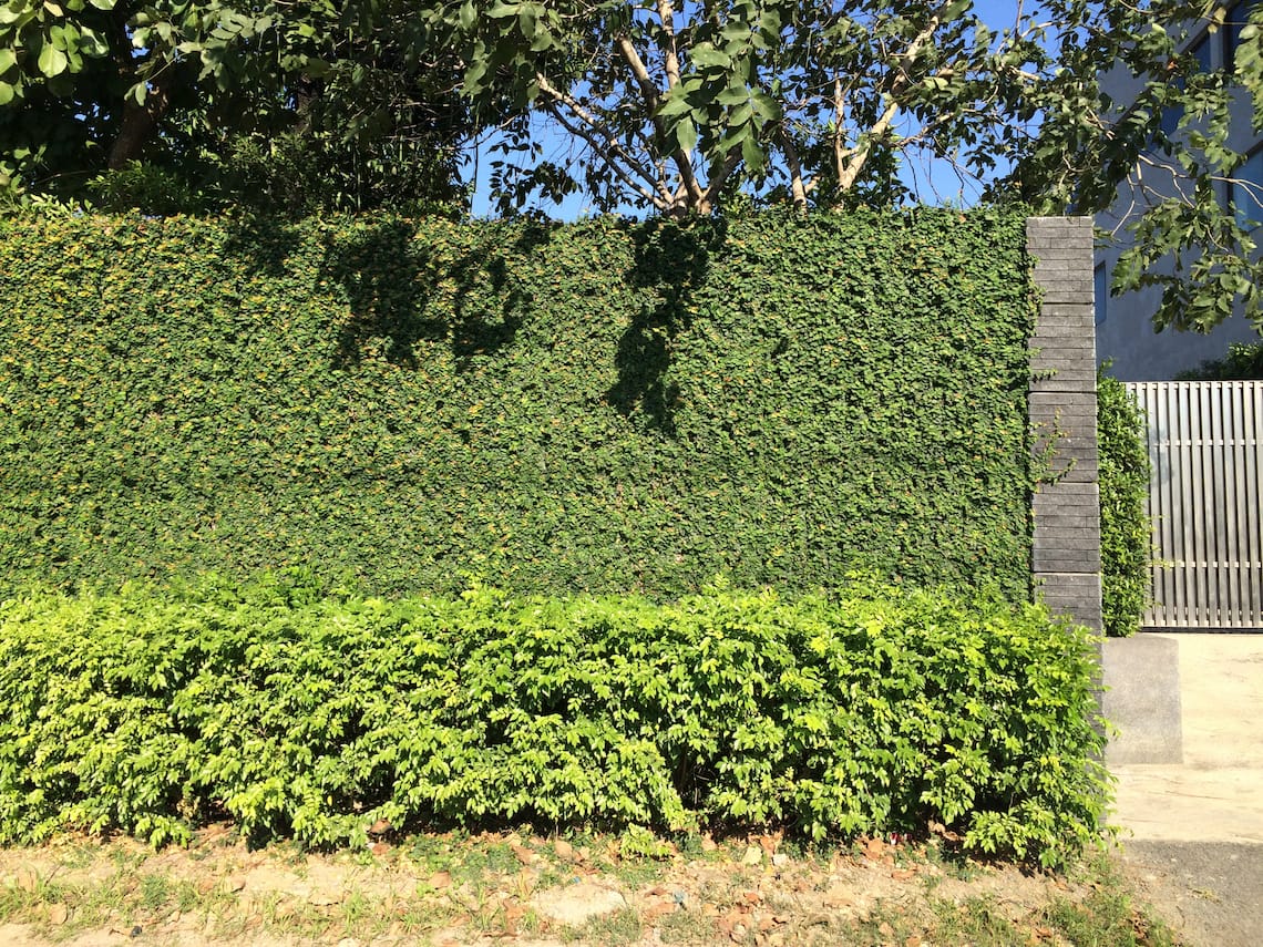 Klasik Çim Çit - Credit: Image by Schantalao on DreamsTime - https://www.dreamstime.com/stock-photo-natural-green-leaves-fence-gree-modern-house-image64030762