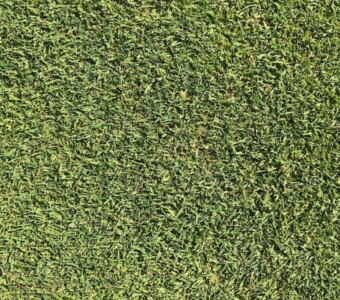 Çim Çit Çim Çit - Credit: Image by Diogenes Garzon de Vértiz on Unsplash - https://unsplash.com/photos/XJqcaMZEWdY